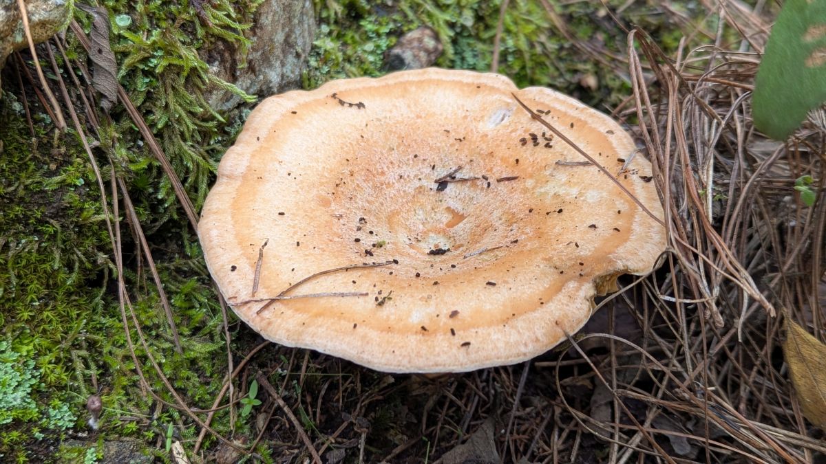 hätte ich hier nicht erwartet: Kiefern-Blutreizker (Lactarius deliciosus)