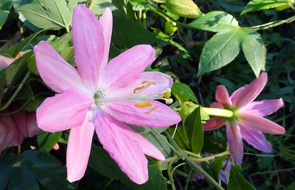 Bananen-Passionsblume ( Passiflora tarminiana )