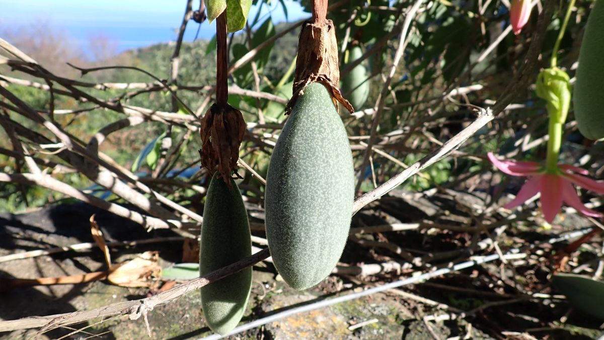 essbare Frucht der Bananen-Passionsblume ( Passiflora tarminiana )