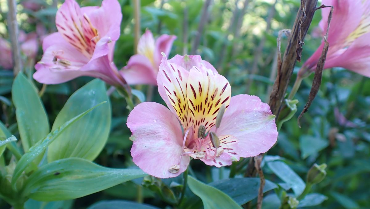 peruanische Lilie (???)