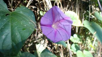Purpur-Prunkwinde Ipomoea purpurea
