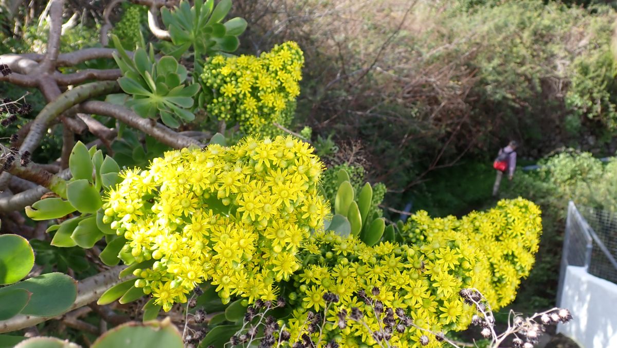Rosettendickblatt Aeonium arboreum