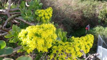 Rosettendickblatt Aeonium arboreum