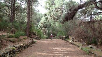 durch dichten Kiefernwald