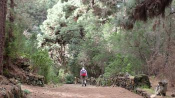 durch dichten Kiefernwald