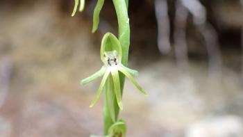 Kanaren-Stendel (Habenaria tridactylites)