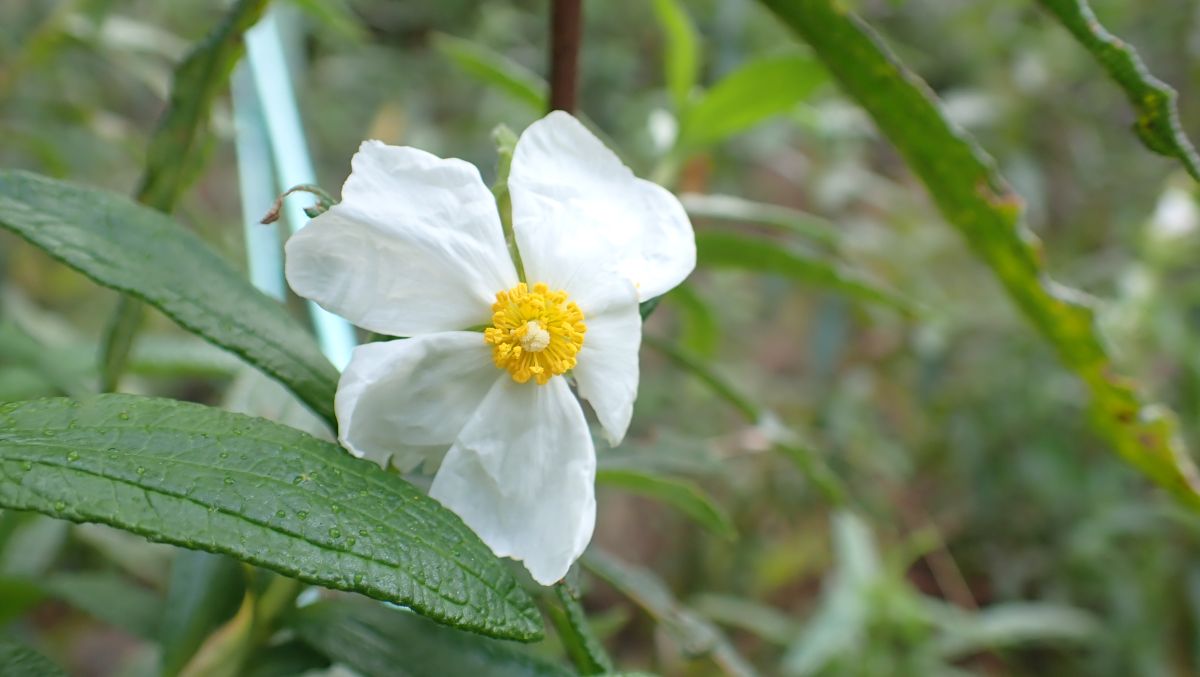 Lorbeerblättrige Zistrose (Cistus laurifolius)