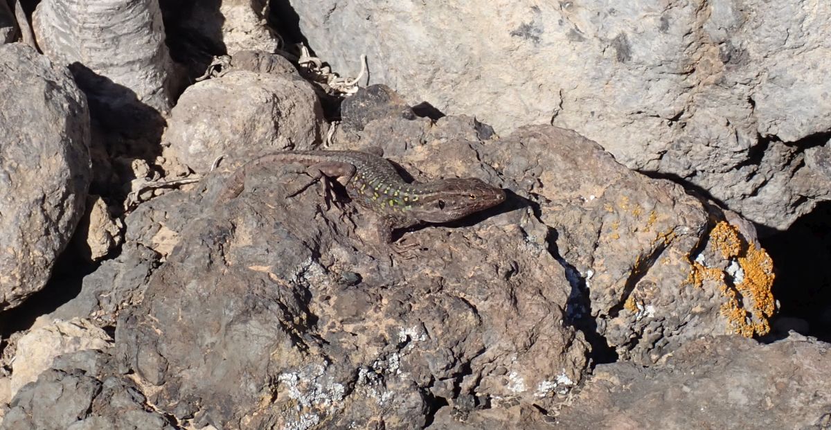 Ostkanareneidechse (Gallotia atlantica)