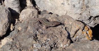 Ostkanareneidechse (Gallotia atlantica)