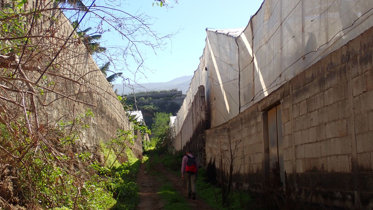 zurück durch hässliche Bananenplantagen