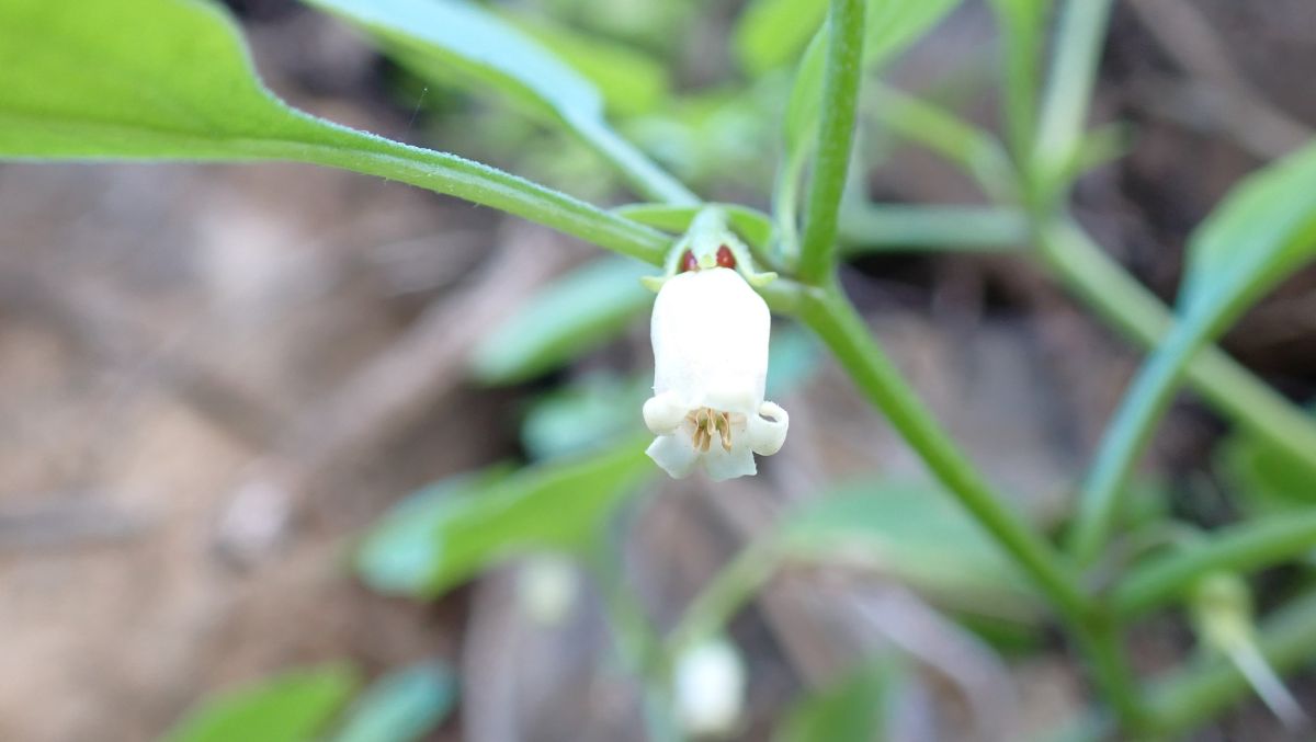 Maiglöckchen-Rebe alpichroa origanifolia