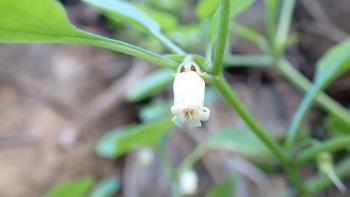 Maiglöckchen-Rebe alpichroa origanifolia