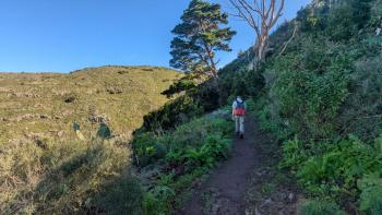 restliche Kiefern, die hier für den ursprünglichen Lorbeerwald beseitigt werden