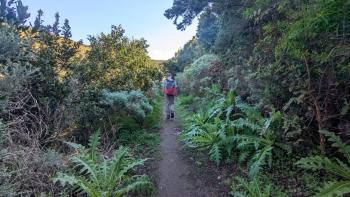 Weg durch Gänsedisteln