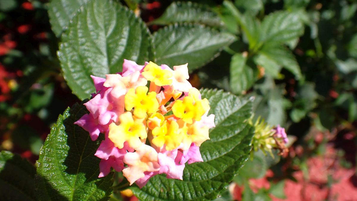 Wandelröschen (Lantana camara)