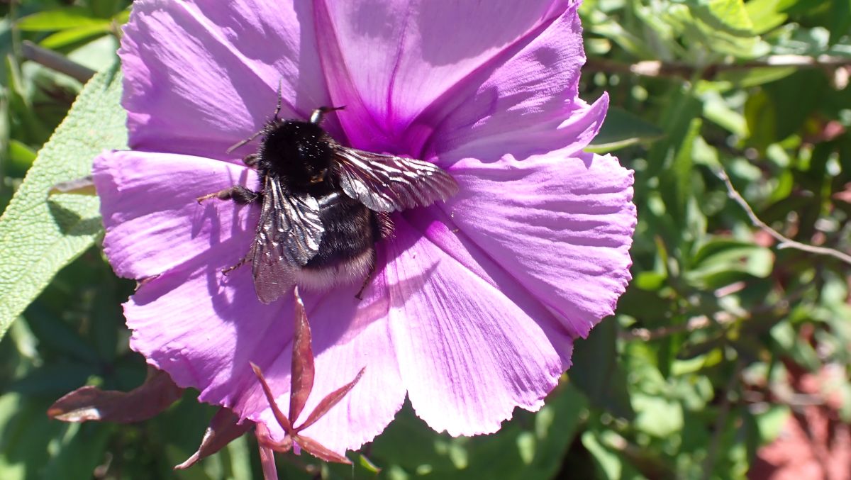 Kanarische Erdhummel „Bombus canariensis„