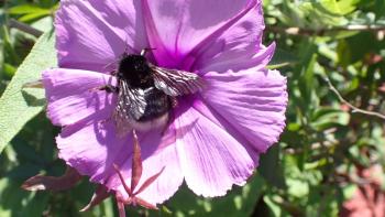 Kanarische Erdhummel „Bombus canariensis„