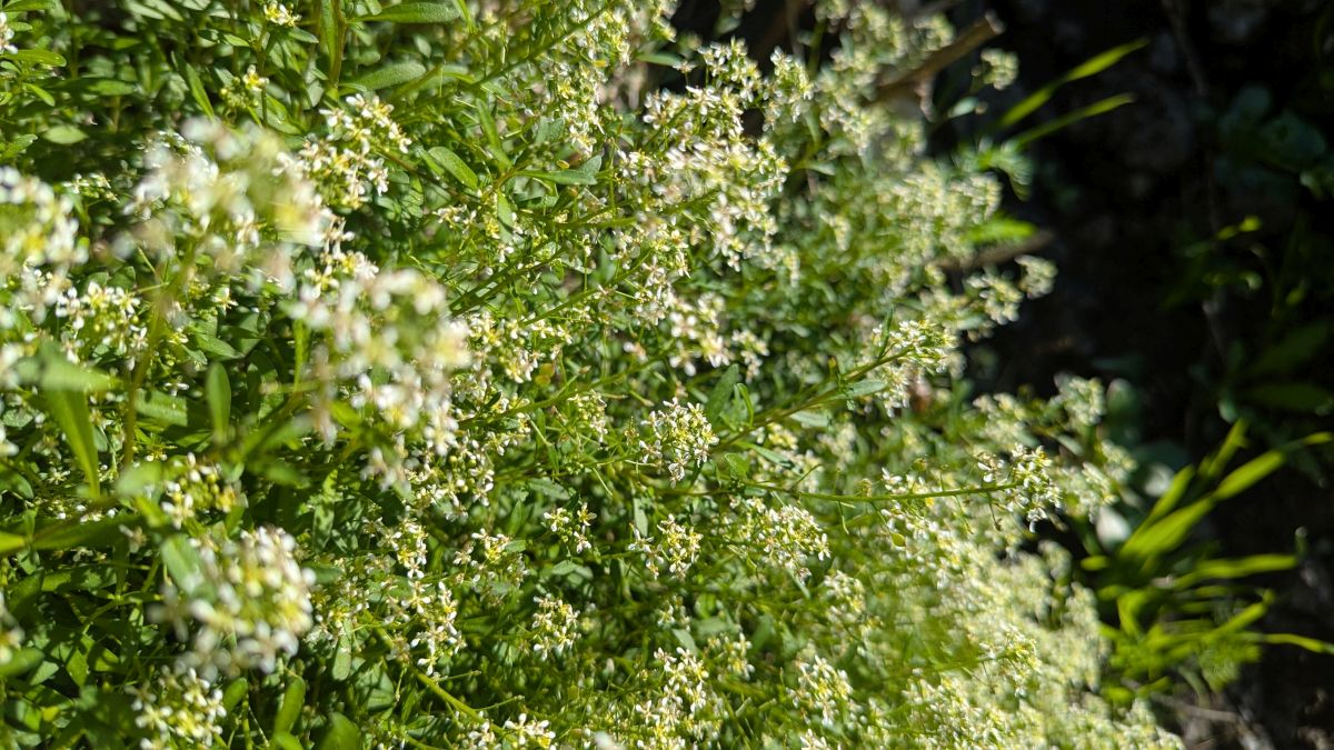 scheint eine Art Labkraut zu sein