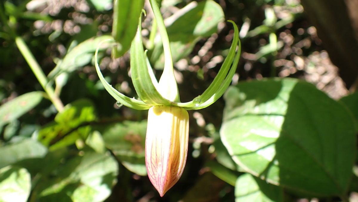 Kanaren-Glockenblume (Canarina canariensis) als Blüte