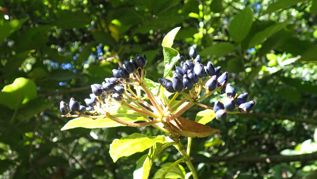 Lorbeer-Schneeball (Viburnum Tinus)