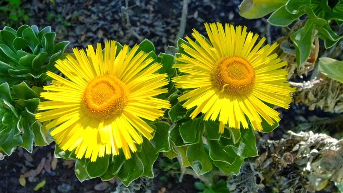 Kanarisches Sternauge (Asteriscus sericeus)