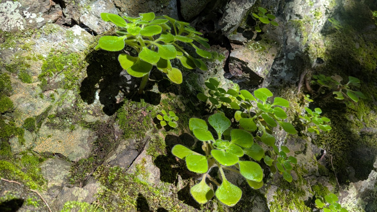 nicht näher bestimmtes Äonium