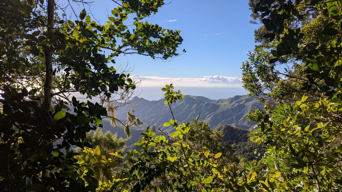 kurzer Ausguck im sonst dichten Lorbeerwald