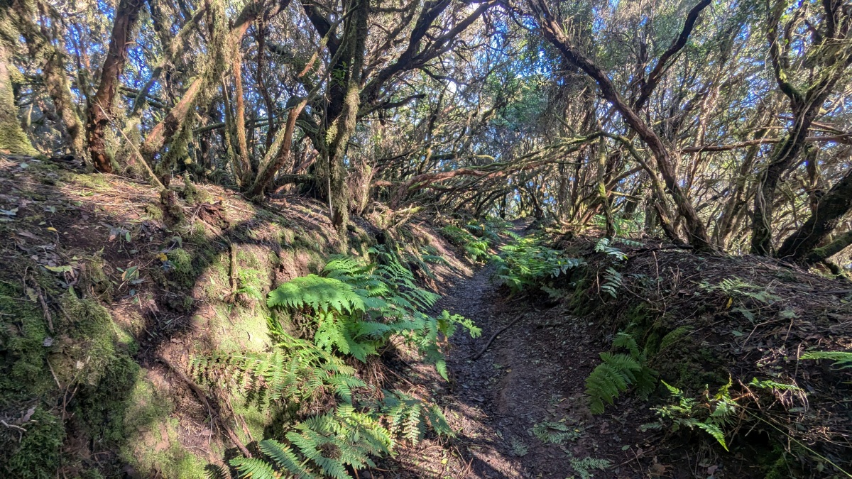 Lorbeerwald (Laurisilva), ein prähistorischer Reliktwald