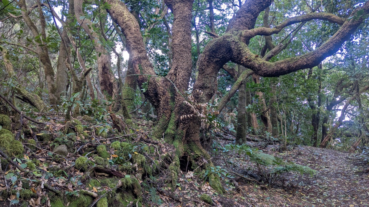 knorriger Baum, sieht aus wie eine Korkeiche