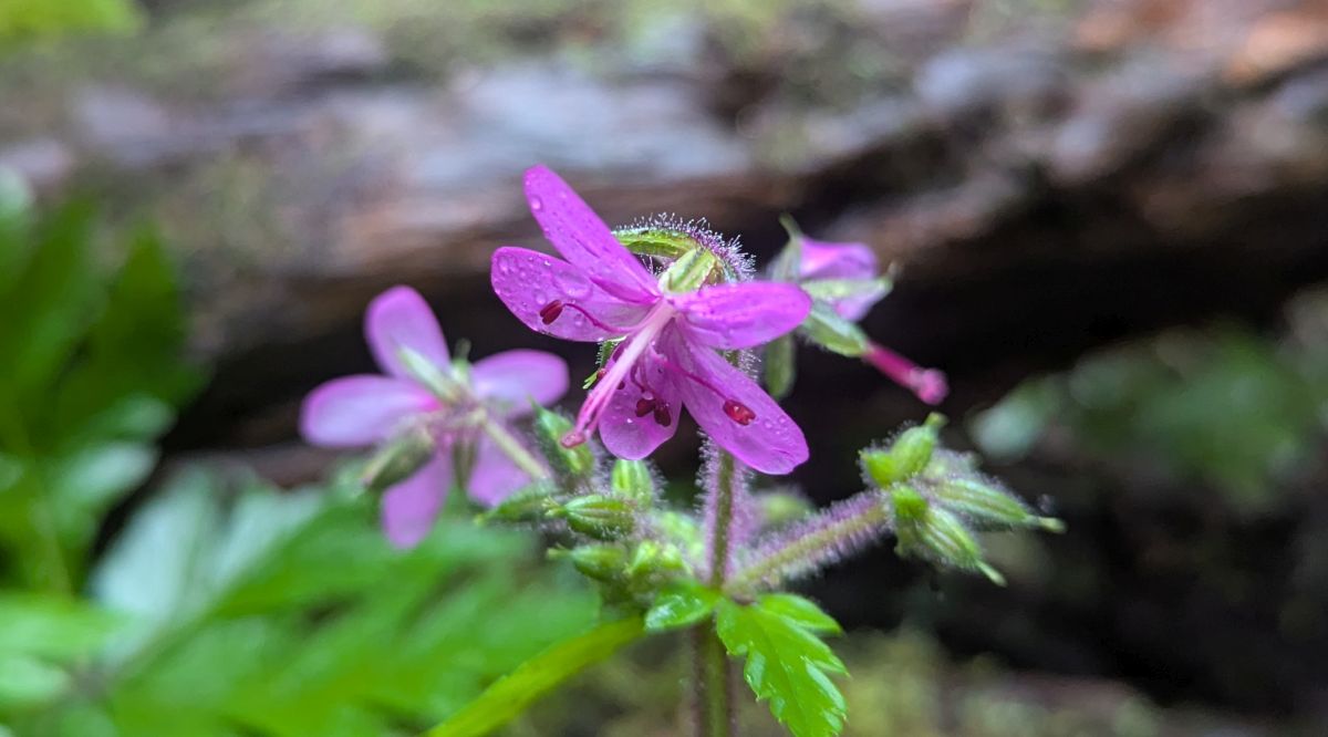 Kanaren-Storchenschnabel (Geranium reuteri)