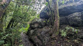 Felsen im Lorbeerwald
