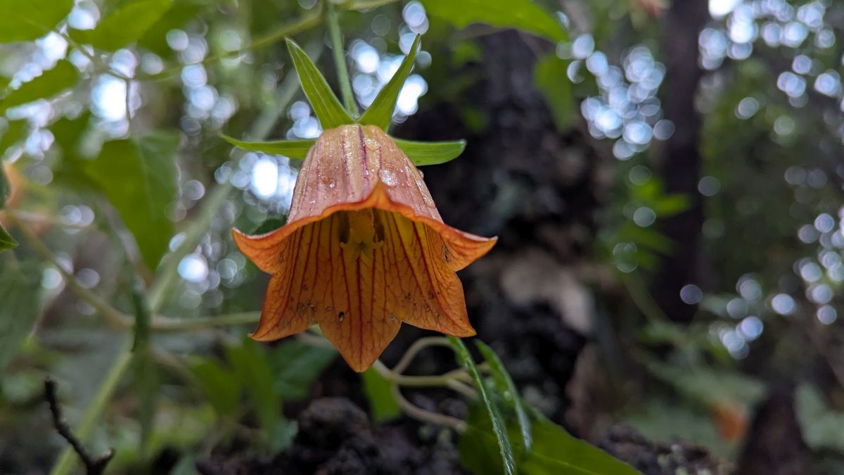 eine der schönen Kanaren-Glockenblumen