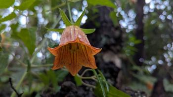 eine der schönen Kanaren-Glockenblumen