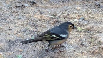 Kanaren-Buchfink am Cabezo del Tejo