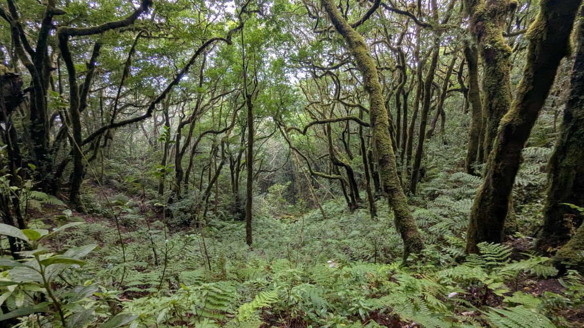 Grün tut in Januar gut