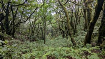 Grün tut in Januar gut