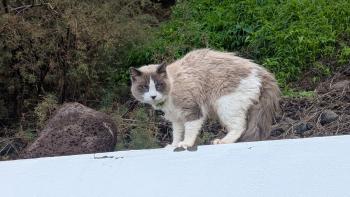 Kurzwanderung nach Bajamar