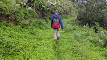 Weg durch den nassen Klee