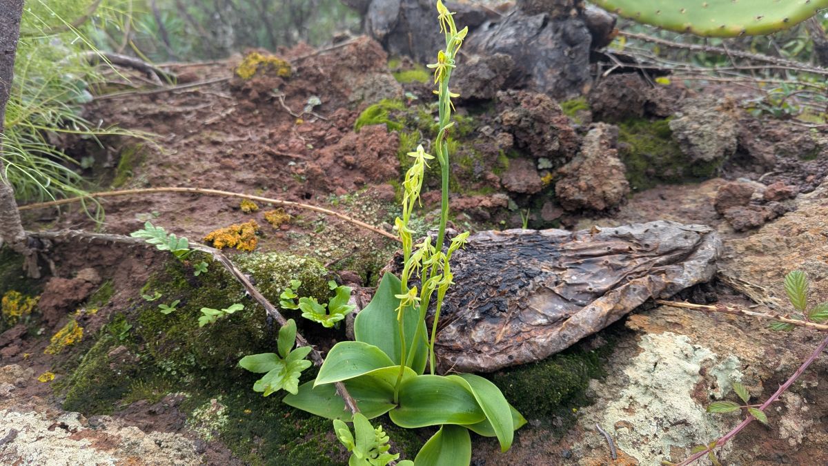 Kanarenstendel Habenaria tridactylites