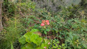 diese Blume kennt man auch von zu Hause…