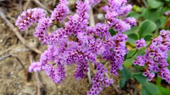 Strauchiger Strandflieder (Limonium fruticans)