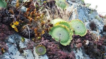 Tellerförmiges Aeonium (Saucer Plant, Aeonium tabulaeforme)