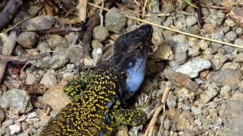 Kanareneidechse (Tenerife Lizard, Gallotia galloti)