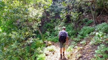 buschiger Wald in höheren Regionen