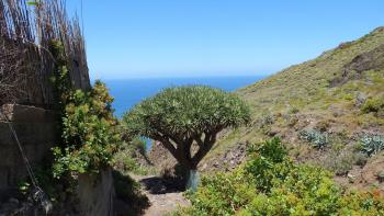 Drachenbaum in El Draguillo