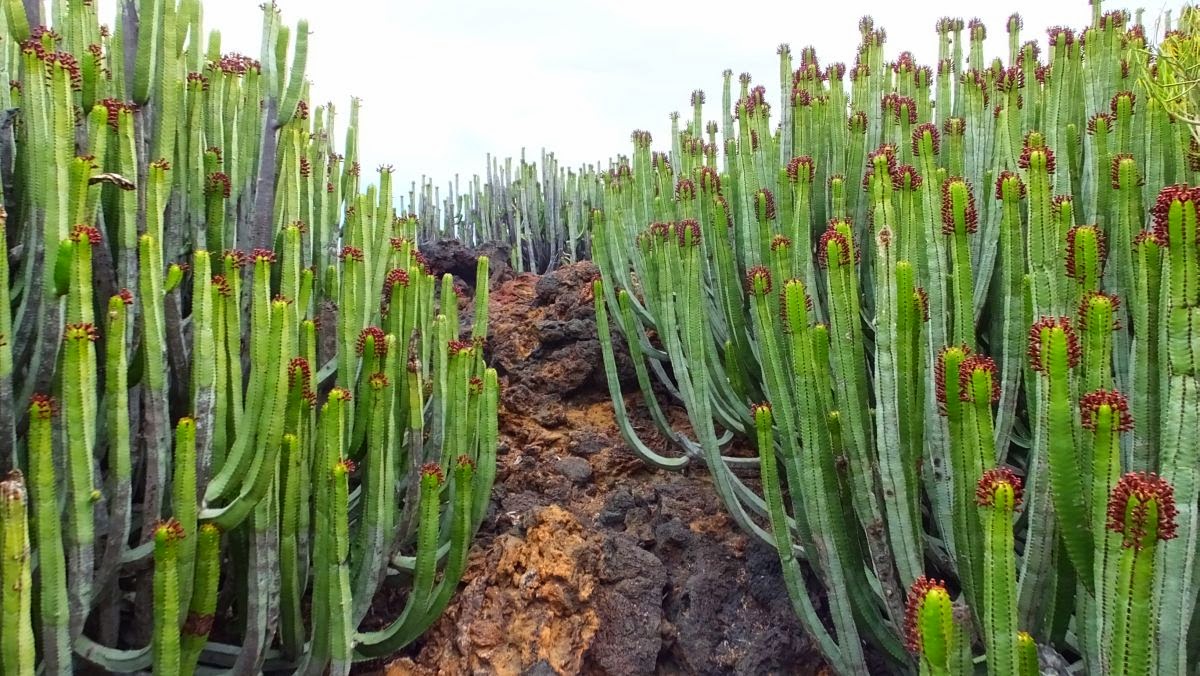 Kanaren-Wolfsmilch (Euphorbia canariensis)