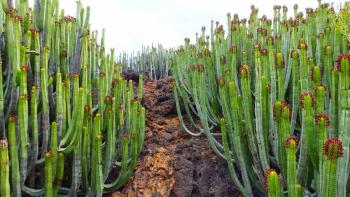 Kanaren-Wolfsmilch (Euphorbia canariensis)