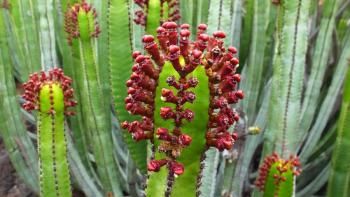 Kanaren-Wolfsmilch (Euphorbia canariensis)