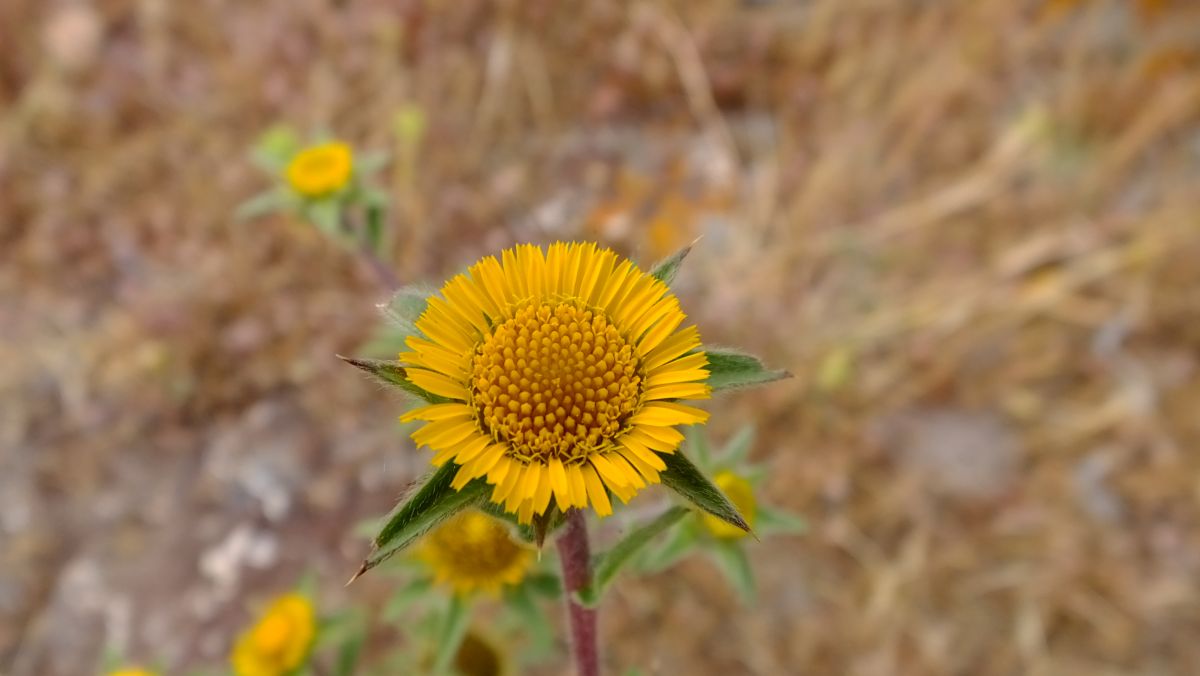 Einjähriger Strandstern (Asteriscus aquaticus)