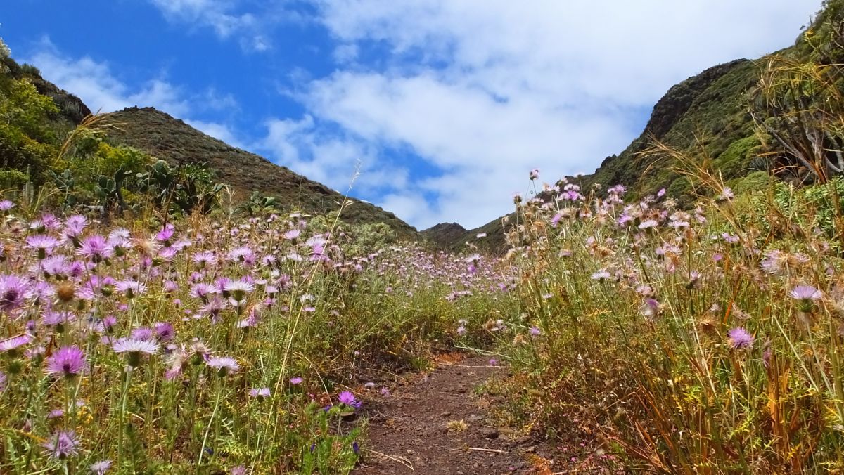 Milchfleckdistel (Galactites tomentosa)